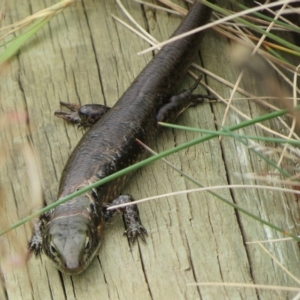 Eulamprus tympanum at Cotter River, ACT - 31 Mar 2023 12:28 PM