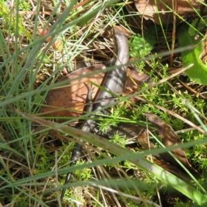 Pseudemoia entrecasteauxii at Cotter River, ACT - 31 Mar 2023