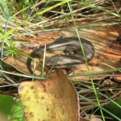 Pseudemoia entrecasteauxii at Cotter River, ACT - 31 Mar 2023 12:12 PM