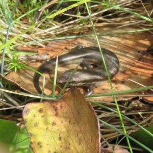 Pseudemoia entrecasteauxii at Cotter River, ACT - 31 Mar 2023