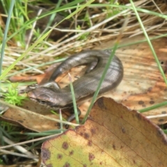 Pseudemoia entrecasteauxii at Cotter River, ACT - 31 Mar 2023