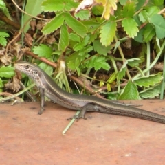 Pseudemoia entrecasteauxii (Woodland Tussock-skink) at Cotter River, ACT - 31 Mar 2023 by Christine