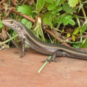 Pseudemoia entrecasteauxii at Cotter River, ACT - 31 Mar 2023