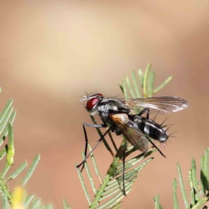 Tachinidae (family) at O'Connor, ACT - 5 Feb 2023