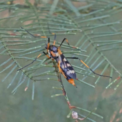 Gynoplistia (Gynoplistia) bella (A crane fly) at O'Connor, ACT - 5 Feb 2023 by ConBoekel