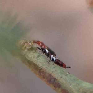 Carphurus sp. (genus) at O'Connor, ACT - 5 Feb 2023