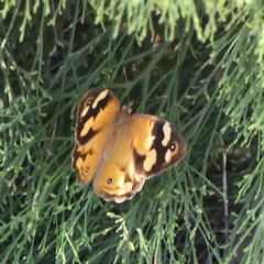 Heteronympha merope (Common Brown Butterfly) at O'Connor, ACT - 5 Feb 2023 by ConBoekel