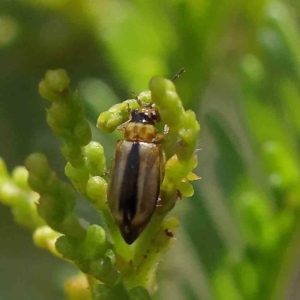 Monolepta froggatti at O'Connor, ACT - 5 Feb 2023