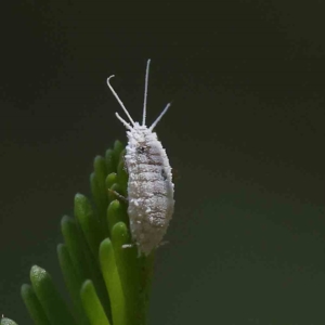 Pseudococcidae sp. (family) at O'Connor, ACT - 5 Feb 2023