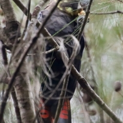 Calyptorhynchus lathami lathami (Glossy Black-Cockatoo) at Moruya, NSW - 7 Apr 2023 by LisaH