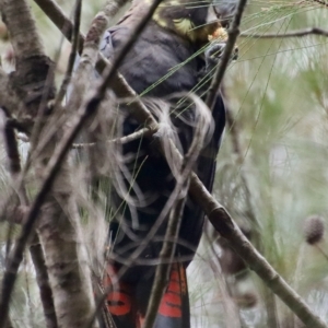 Calyptorhynchus lathami lathami at Moruya, NSW - suppressed