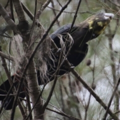 Calyptorhynchus lathami lathami at Moruya, NSW - suppressed