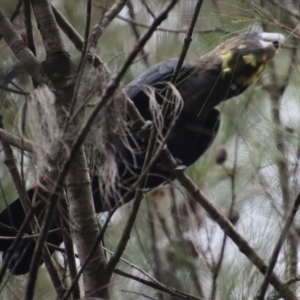 Calyptorhynchus lathami lathami at Moruya, NSW - suppressed
