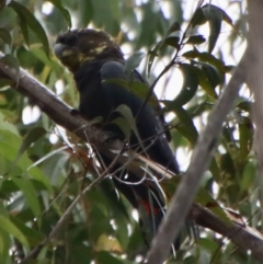 Calyptorhynchus lathami lathami at Moruya, NSW - suppressed