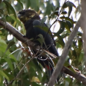 Calyptorhynchus lathami lathami at Moruya, NSW - suppressed