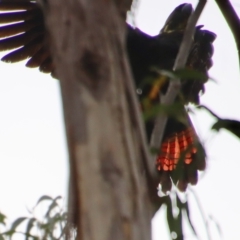 Calyptorhynchus lathami lathami at Moruya, NSW - suppressed