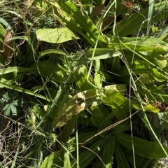 Podolepis robusta at Bimberi, NSW - 11 Mar 2023