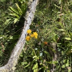 Podolepis robusta at Bimberi, NSW - 11 Mar 2023