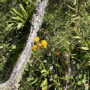 Podolepis robusta at Bimberi, NSW - 11 Mar 2023