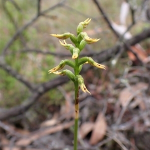 Corunastylis cornuta at Aranda, ACT - 6 Apr 2023