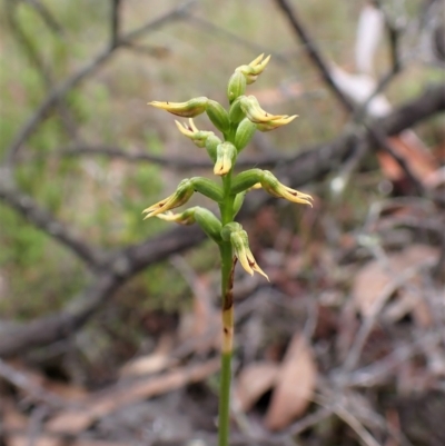 Corunastylis cornuta (Horned Midge Orchid) at Aranda Bushland - 6 Apr 2023 by CathB