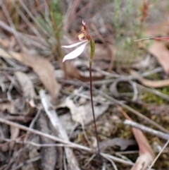 Eriochilus cucullatus (Parson's Bands) at Aranda Bushland - 6 Apr 2023 by CathB