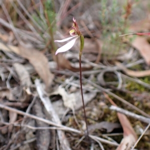 Eriochilus cucullatus at Aranda, ACT - 6 Apr 2023