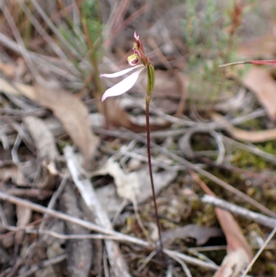 Eriochilus cucullatus (Parson's Bands) at Aranda, ACT - 6 Apr 2023 by CathB