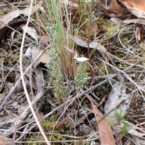 Eriochilus cucullatus at Aranda, ACT - 6 Apr 2023