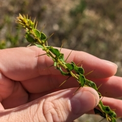 Acacia paradoxa (Kangaroo Thorn) at Mumbil, NSW - 7 Apr 2023 by Darcy