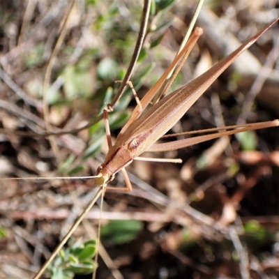 Polichne parvicauda (Short-tailed Polichne) at Aranda, ACT - 4 Apr 2023 by CathB