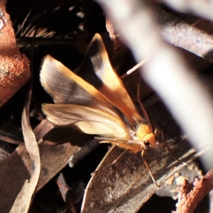 Threnosia heminephes at Aranda, ACT - 4 Apr 2023