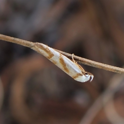 Oxythecta acceptella (Scat Moth) at Aranda, ACT - 4 Apr 2023 by CathB