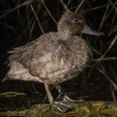 Stictonetta naevosa (Freckled Duck) at Jerrabomberra Wetlands - 8 Apr 2023 by patrickcox
