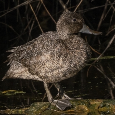 Stictonetta naevosa (Freckled Duck) at Fyshwick, ACT - 9 Apr 2023 by patrickcox