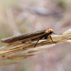 Palaeosia bicosta (Two-ribbed Footman) at Aranda, ACT - 6 Apr 2023 by CathB