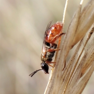 Lasioglossum (Homalictus) punctatus at Aranda, ACT - 6 Apr 2023