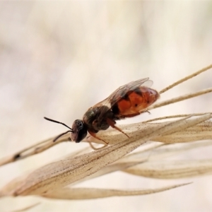 Lasioglossum (Homalictus) punctatus at Aranda, ACT - 6 Apr 2023