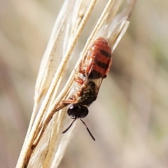 Lasioglossum (Homalictus) punctatus at Aranda, ACT - 6 Apr 2023