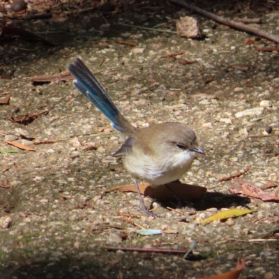 Malurus cyaneus (Superb Fairywren) at Fyshwick, ACT - 8 Apr 2023 by MatthewFrawley