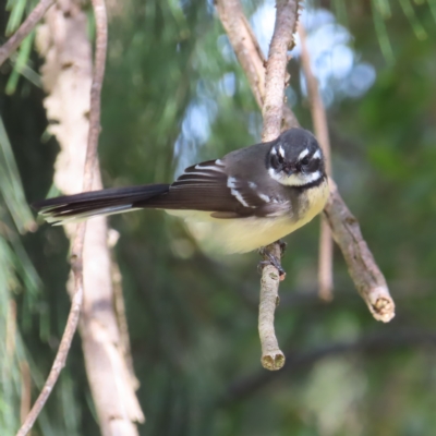 Rhipidura albiscapa (Grey Fantail) at Fyshwick, ACT - 8 Apr 2023 by MatthewFrawley