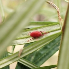 Trombidiidae (family) (Red velvet mite) at Aranda Bushland - 6 Apr 2023 by CathB