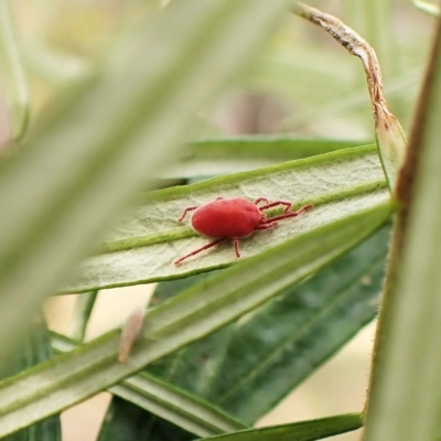 Trombidiidae (family) (Red velvet mite) at Aranda Bushland - 6 Apr 2023 by CathB