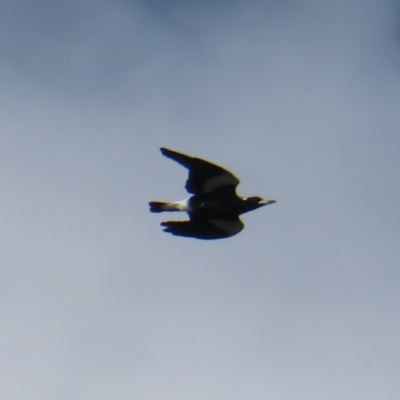 Gymnorhina tibicen (Australian Magpie) at Kambah, ACT - 8 Apr 2023 by MatthewFrawley