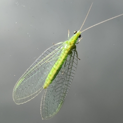 Unverified Lacewing (Neuroptera) at Eumundi, QLD - 8 Apr 2023 by AaronClausen