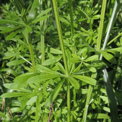 Galium aparine (Goosegrass, Cleavers) at Flea Bog Flat, Bruce - 30 Oct 2022 by michaelb