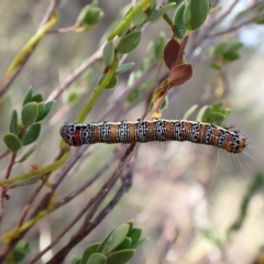 Hecatesia fenestrata (Common Whistling Moth) at Aranda, ACT - 30 Mar 2023 by CathB