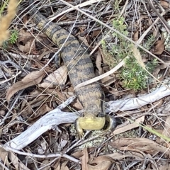 Tiliqua scincoides scincoides at Stromlo, ACT - 5 Apr 2023