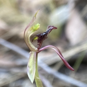 Chiloglottis reflexa at Acton, ACT - 4 Apr 2023