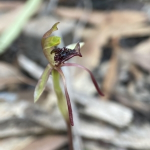 Chiloglottis reflexa at Acton, ACT - 4 Apr 2023